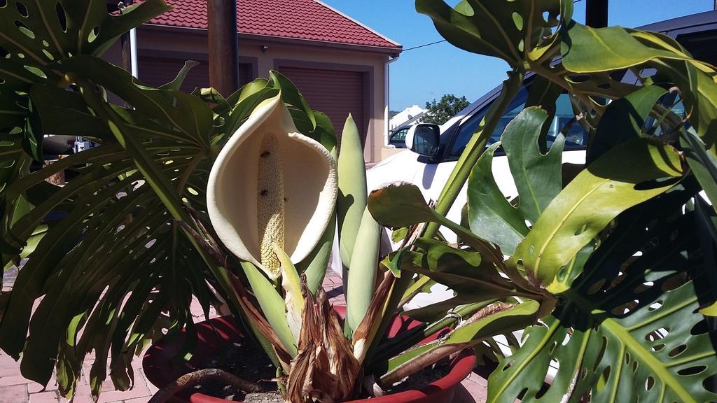Anchorage Guest House Plettenberg Bay Luaran gambar